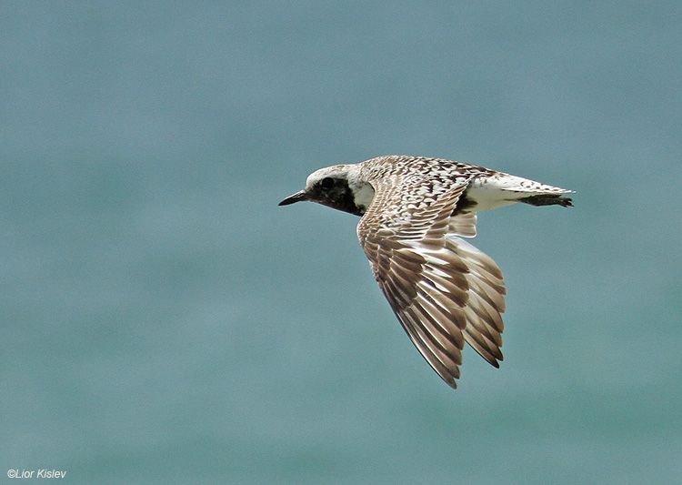     Grey Plover  Pluvialis squatarola ,Maagan Michael, Israel. Augost 2010.  Lior Kislev                                 